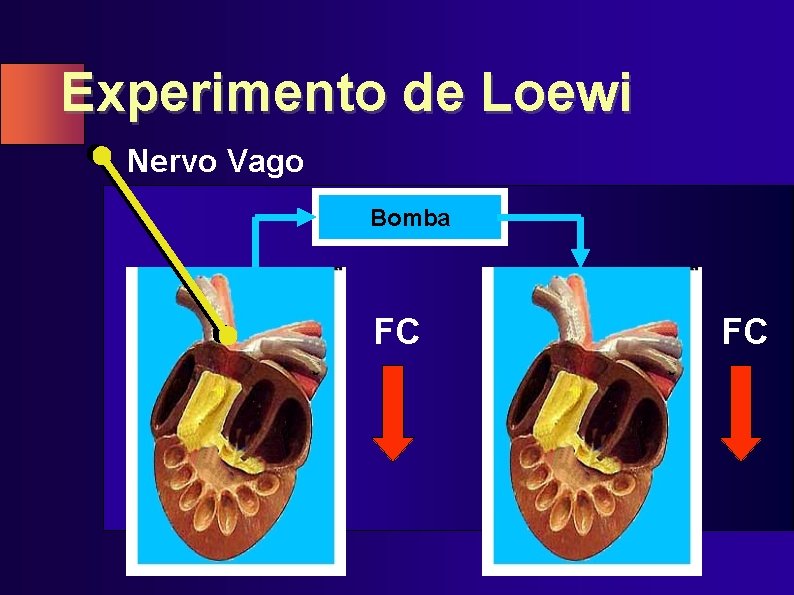 Experimento de Loewi Nervo Vago Bomba FC FC 