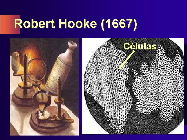 Robert Hooke (1667) Células 