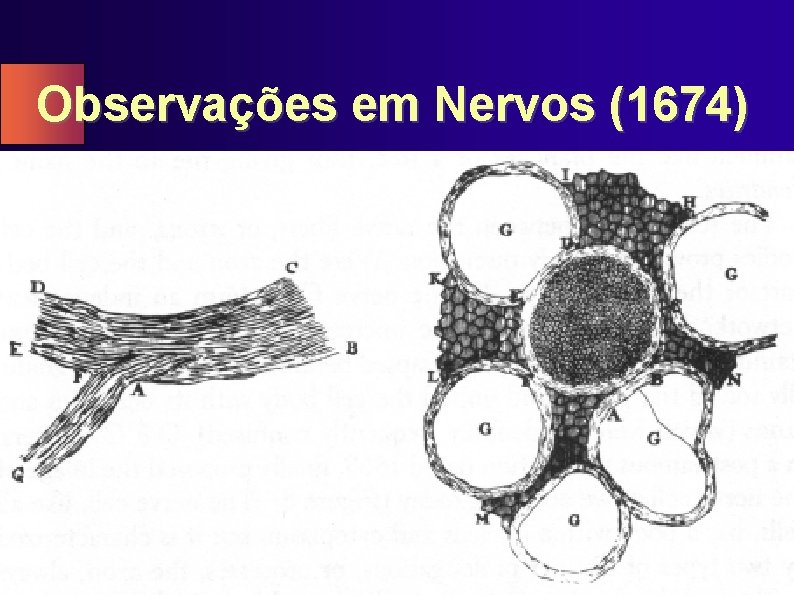 Observações em Nervos (1674) 