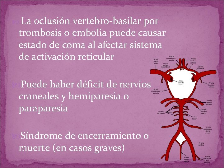 La oclusión vertebro-basilar por trombosis o embolia puede causar estado de coma al La oclusión vertebro-basilar por trombosis o embolia puede causar estado de coma al