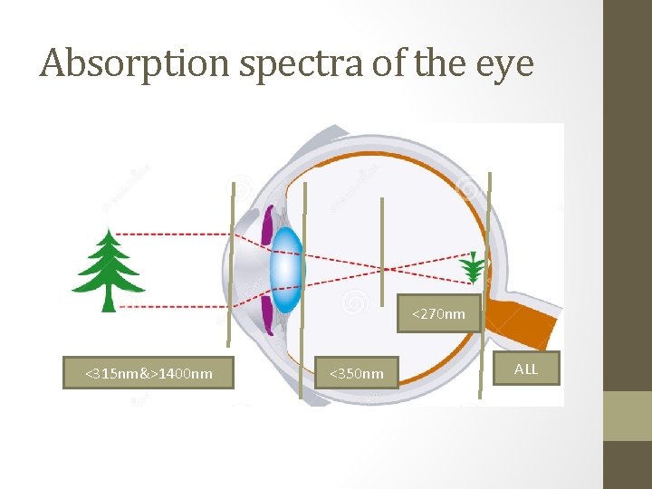 Absorption spectra of the eye <270 nm <315 nm&>1400 nm <350 nm ALL 