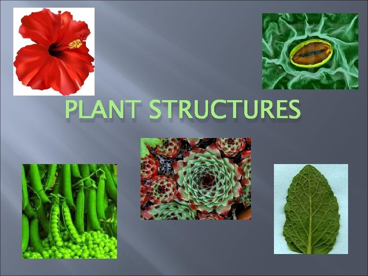 PLANT STRUCTURES 