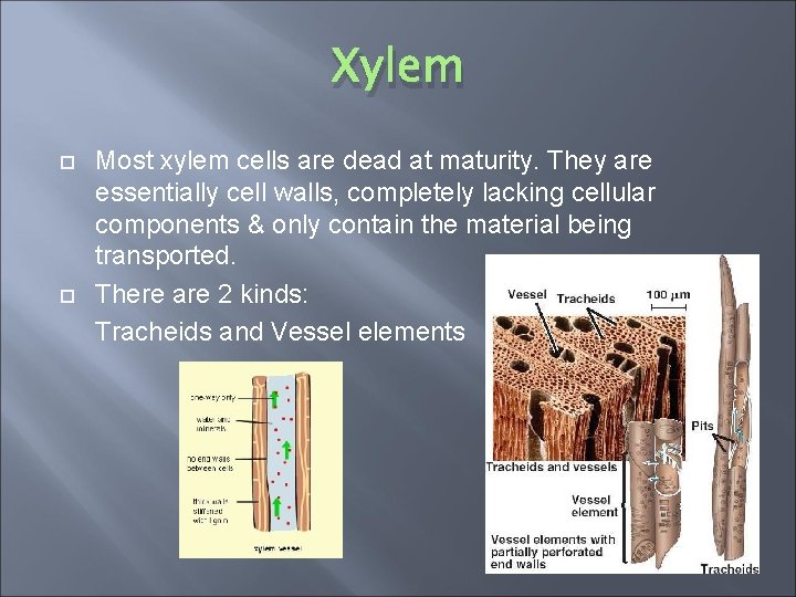 Xylem Most xylem cells are dead at maturity. They are essentially cell walls, completely