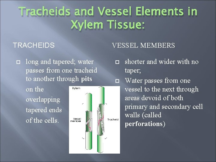 Tracheids and Vessel Elements in Xylem Tissue: TRACHEIDS long and tapered; water passes from