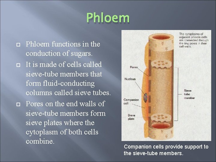 Phloem Phloem functions in the conduction of sugars. It is made of cells called