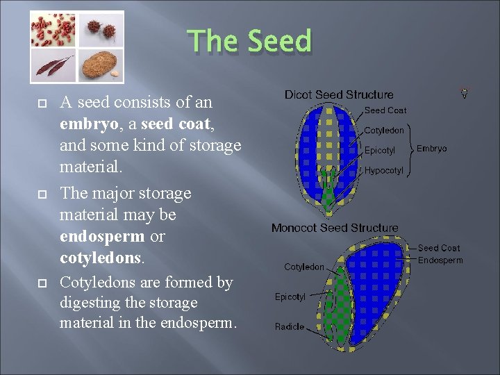 The Seed A seed consists of an embryo, a seed coat, and some kind