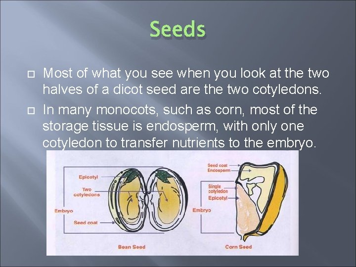 Seeds Most of what you see when you look at the two halves of