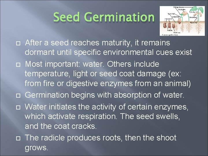 Seed Germination After a seed reaches maturity, it remains dormant until specific environmental cues