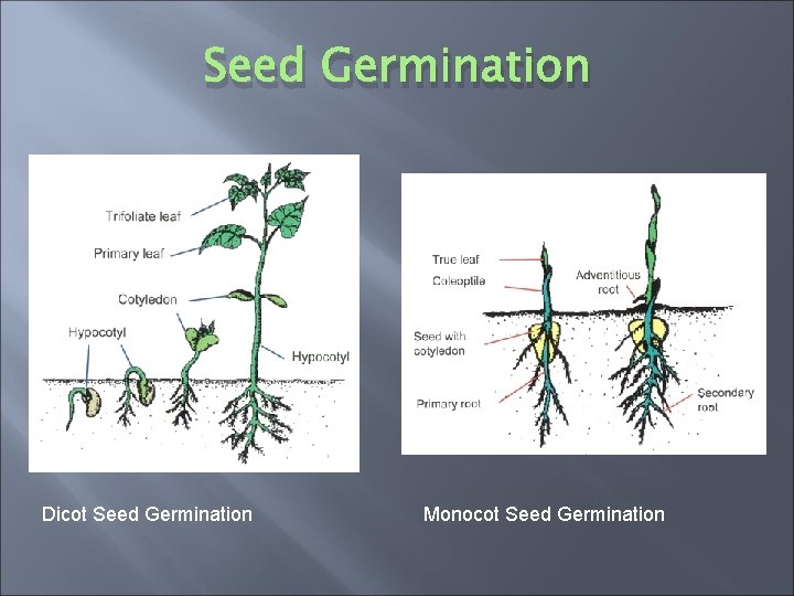 Seed Germination Dicot Seed Germination Monocot Seed Germination 