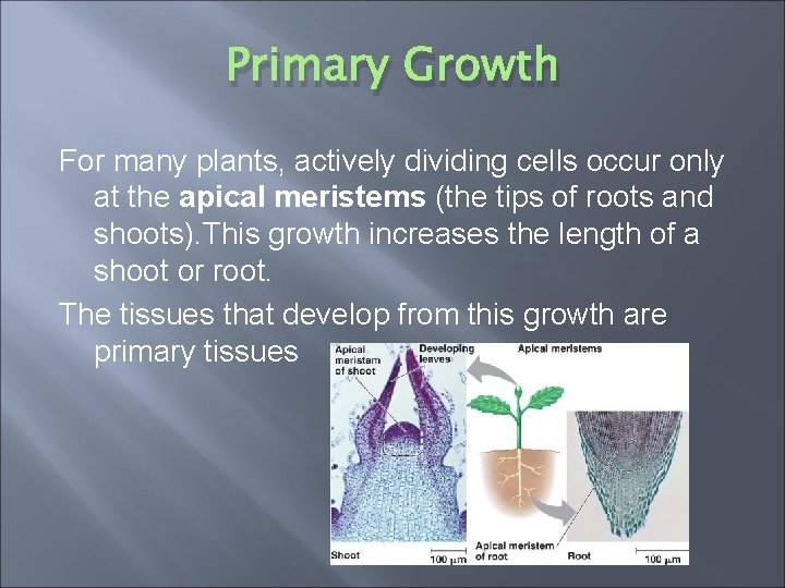 Primary Growth For many plants, actively dividing cells occur only at the apical meristems