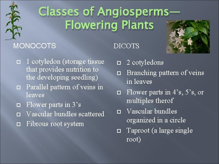 Classes of Angiosperms— Flowering Plants MONOCOTS 1 cotyledon (storage tissue that provides nutrition to