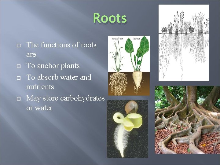 Roots The functions of roots are: To anchor plants To absorb water and nutrients