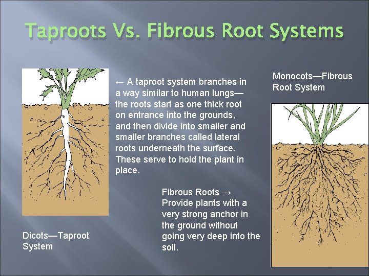Taproots Vs. Fibrous Root Systems ← A taproot system branches in a way similar