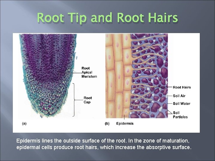 Root Tip and Root Hairs Epidermis lines the outside surface of the root. In