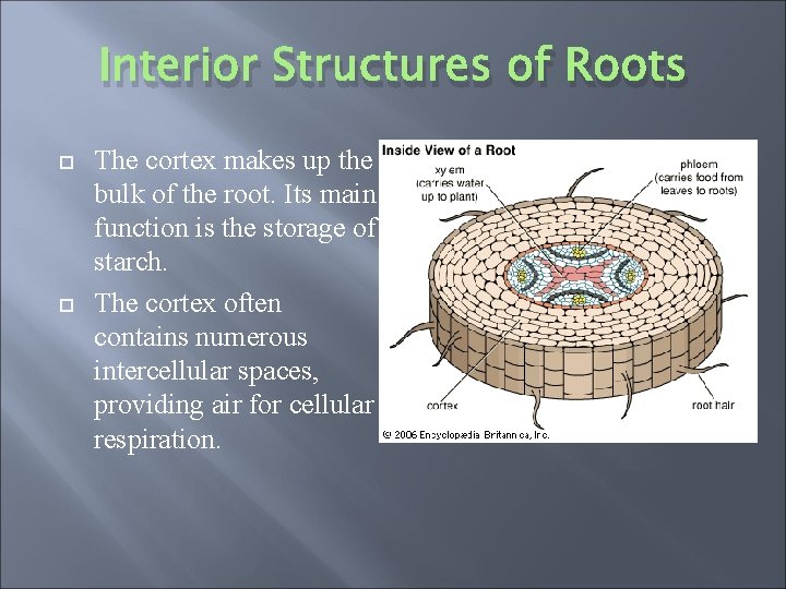 Interior Structures of Roots The cortex makes up the bulk of the root. Its