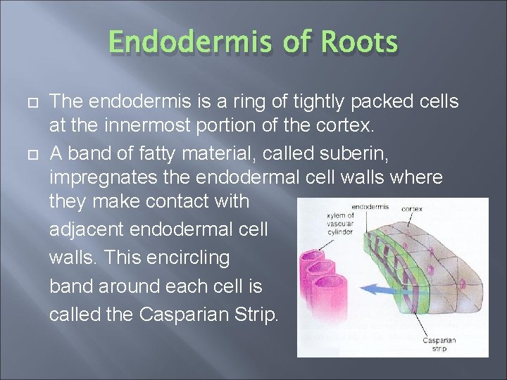 Endodermis of Roots The endodermis is a ring of tightly packed cells at the