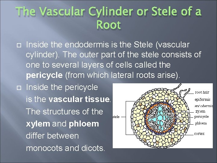 The Vascular Cylinder or Stele of a Root Inside the endodermis is the Stele