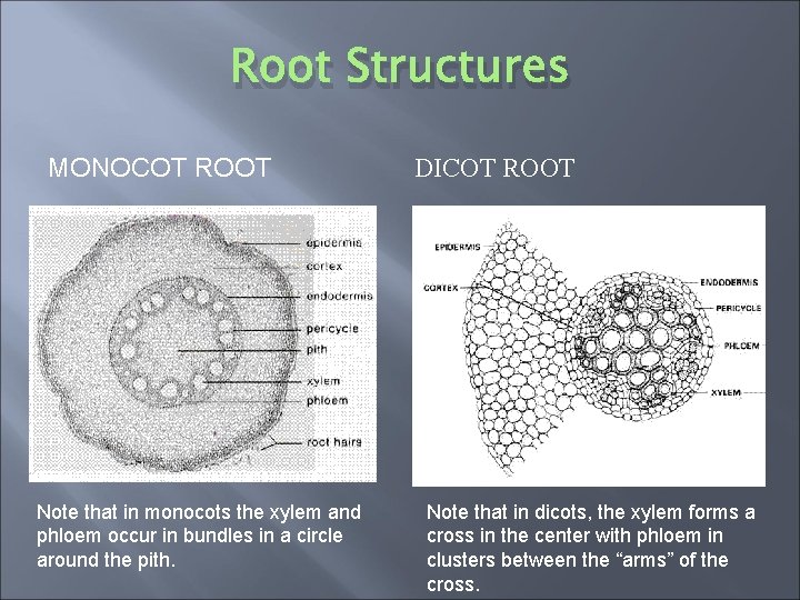 Root Structures MONOCOT ROOT Note that in monocots the xylem and phloem occur in