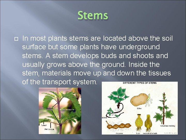 Stems In most plants stems are located above the soil surface but some plants