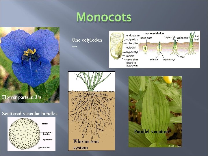 Monocots One cotyledon → Flower parts in 3’s Scattered vascular bundles Parallel venation Fibrous