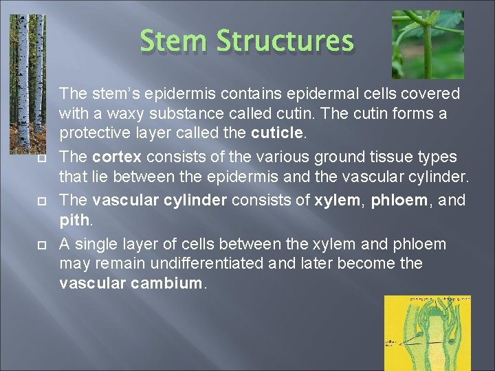 Stem Structures The stem’s epidermis contains epidermal cells covered with a waxy substance called