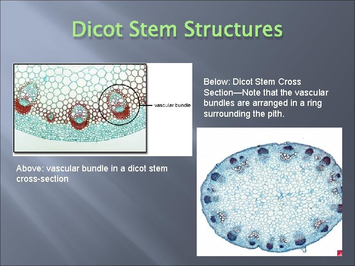 Dicot Stem Structures Below: Dicot Stem Cross Section—Note that the vascular bundles are arranged