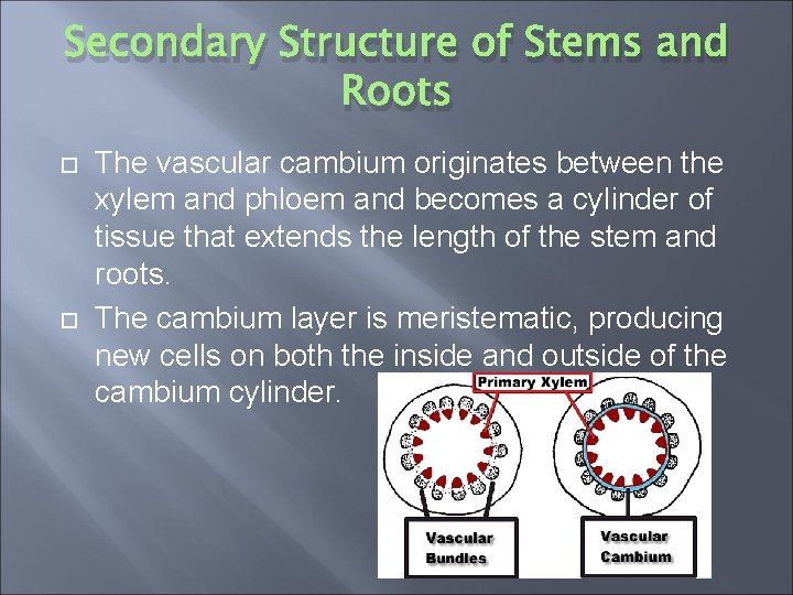 Secondary Structure of Stems and Roots The vascular cambium originates between the xylem and