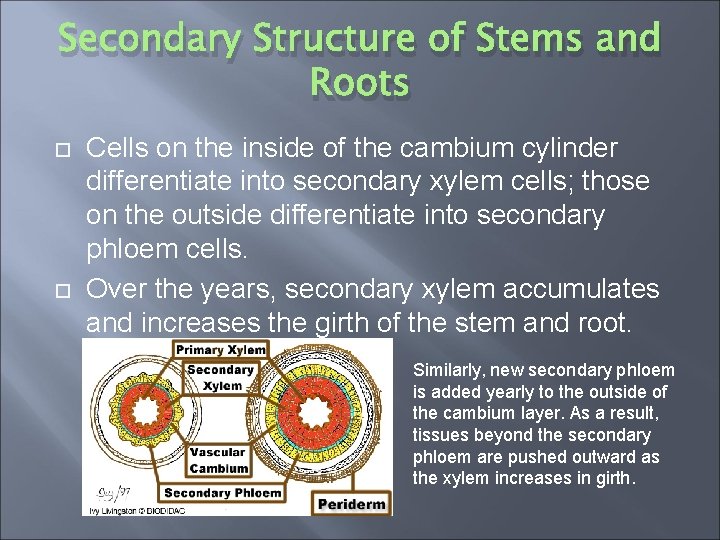 Secondary Structure of Stems and Roots Cells on the inside of the cambium cylinder