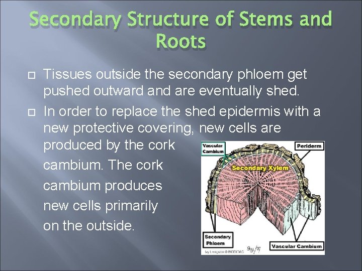 Secondary Structure of Stems and Roots Tissues outside the secondary phloem get pushed outward