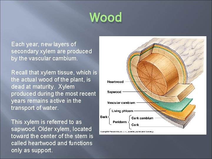 Wood Each year, new layers of secondary xylem are produced by the vascular cambium.