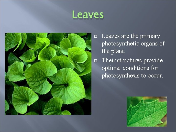 Leaves are the primary photosynthetic organs of the plant. Their structures provide optimal conditions