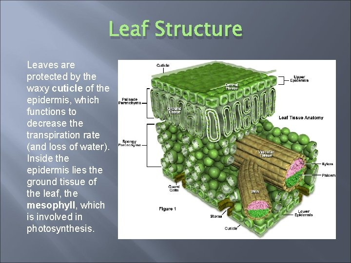 Leaf Structure Leaves are protected by the waxy cuticle of the epidermis, which functions