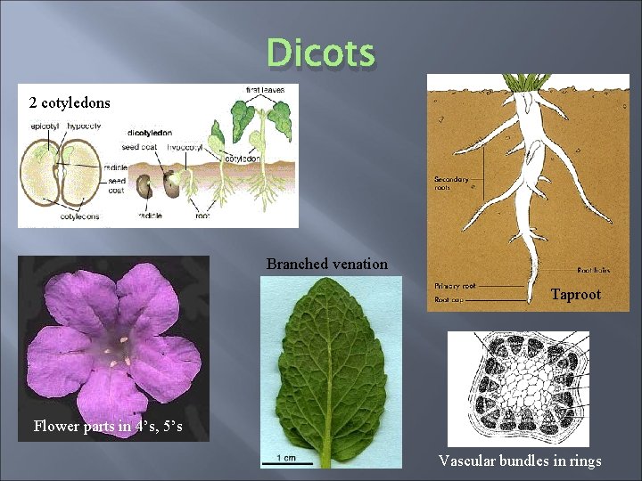 Dicots 2 cotyledons Branched venation Taproot Flower parts in 4’s, 5’s Vascular bundles in