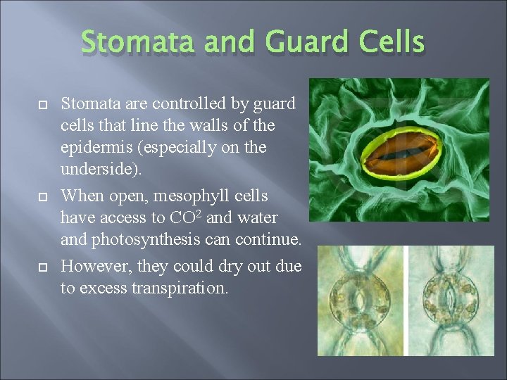 Stomata and Guard Cells Stomata are controlled by guard cells that line the walls