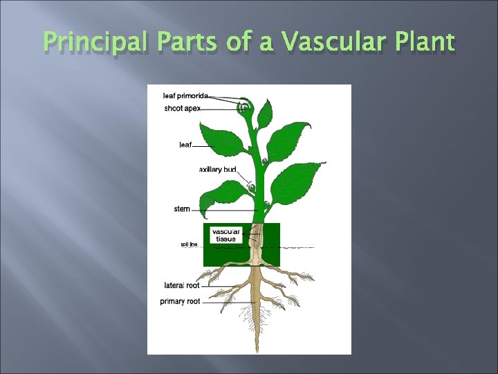 Principal Parts of a Vascular Plant 