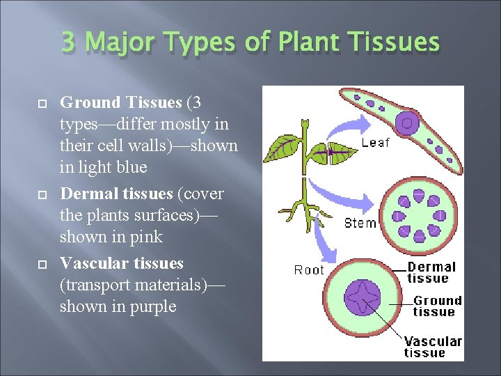 3 Major Types of Plant Tissues Ground Tissues (3 types—differ mostly in their cell