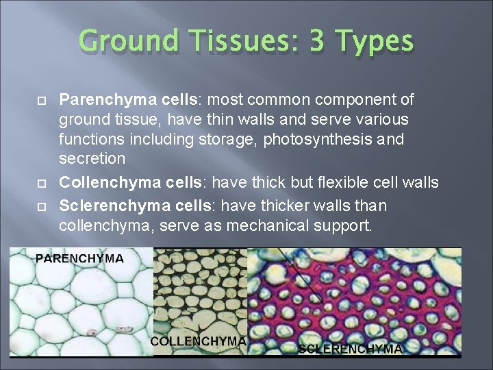 Ground Tissues: 3 Types Parenchyma cells: most common component of ground tissue, have thin