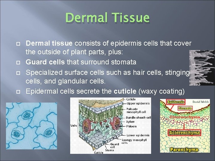 Dermal Tissue Dermal tissue consists of epidermis cells that cover the outside of plant