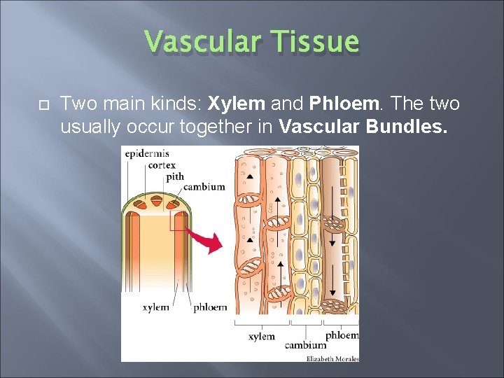 Vascular Tissue Two main kinds: Xylem and Phloem. The two usually occur together in