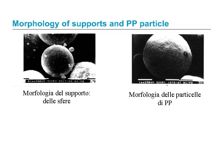 Morfologia del supporto: delle sfere Morfologia delle particelle di PP 