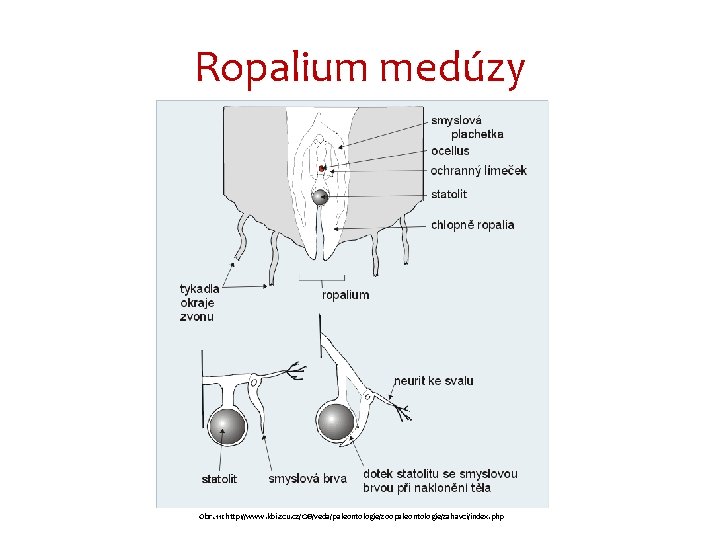 Ropalium medúzy Obr. 11: http: //www. kbi. zcu. cz/OB/veda/paleontologie/zoopaleontologie/zahavci/index. php 