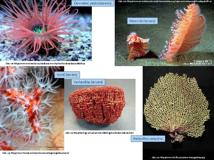 Červnatec pestrobarevný Obr. 20: http: //www. mondomarino. net/ricerca/index. asp? view=zoom&p=99&f=10&q=&idf=17 Pérovník červený Obr. 18: