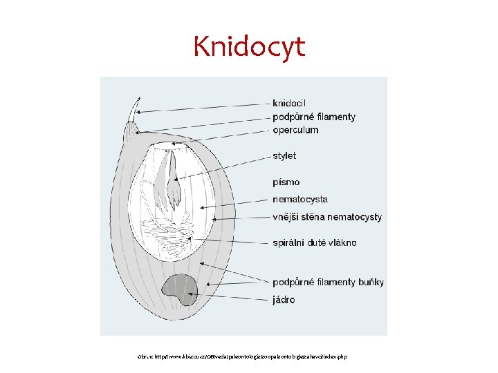 Knidocyt Obr. 1: http: //www. kbi. zcu. cz/OB/veda/paleontologie/zoopaleontologie/zahavci/index. php 