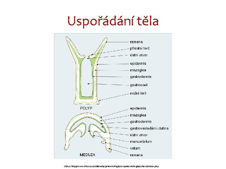 Uspořádání těla Obr. 2: http: //www. kbi. zcu. cz/OB/veda/paleontologie/zoopaleontologie/zahavci/index. php 