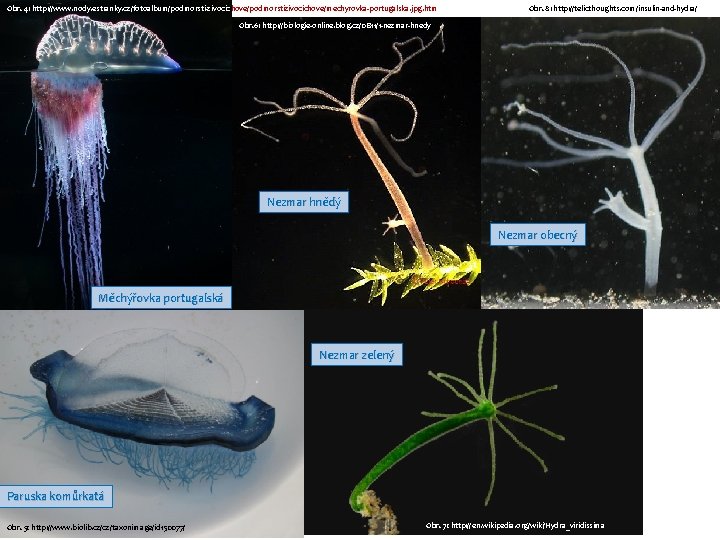 Obr. 4: http: //www. nody. estranky. cz/fotoalbum/podmorsti-zivocichove/podmorstizivocichove/mechyrovka-portugalska. jpg. htm l Obr. 8: http: //telicthoughts.