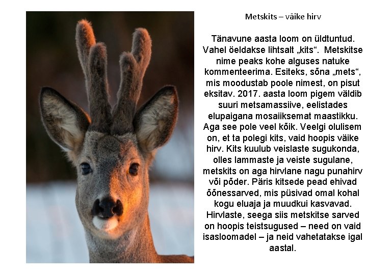 Metskits – väike hirv Tänavune aasta loom on üldtuntud. Vahel öeldakse lihtsalt „kits“. Metskitse