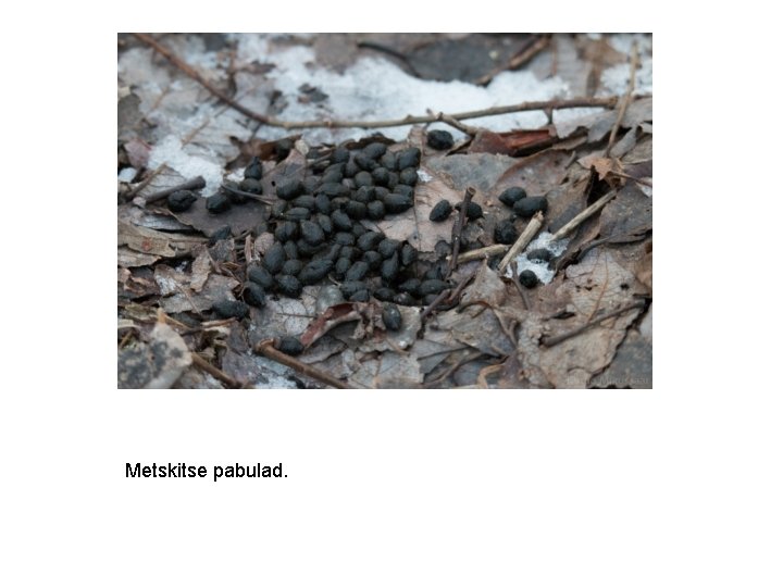 Metskitse pabulad. 