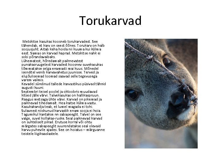 Torukarvad Metskitse kasukas koosneb torukarvadest. See tähendab, et karv on seest õõnes. Torukarv on