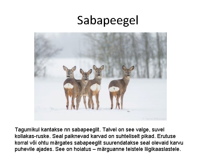 Sabapeegel Tagumikul kantakse nn sabapeeglit. Talvel on see valge, suvel kollakas-ruske. Seal paiknevad karvad