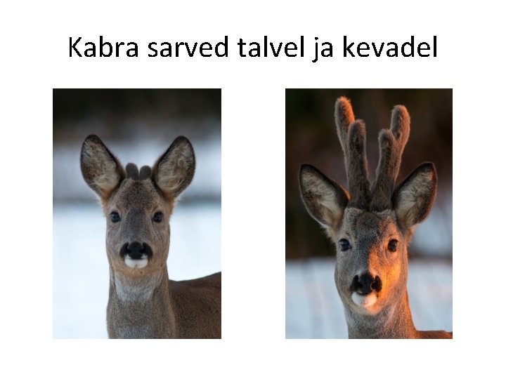 Kabra sarved talvel ja kevadel 